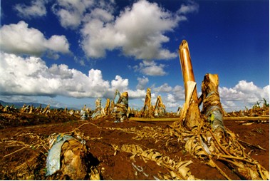This large area of banana plantation was wiped out in Honduras when Hurricane Mitch struck the region in 1998