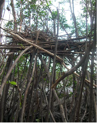Mangrove storm surge damage from Hurricane Wilma.