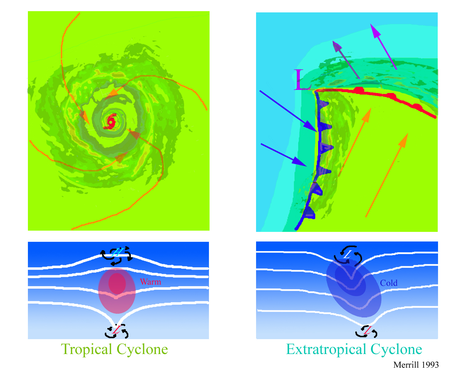 Horizontal maps of the surface temperature and wind fields associated with a tropical cyclone and extratropical cyclone.