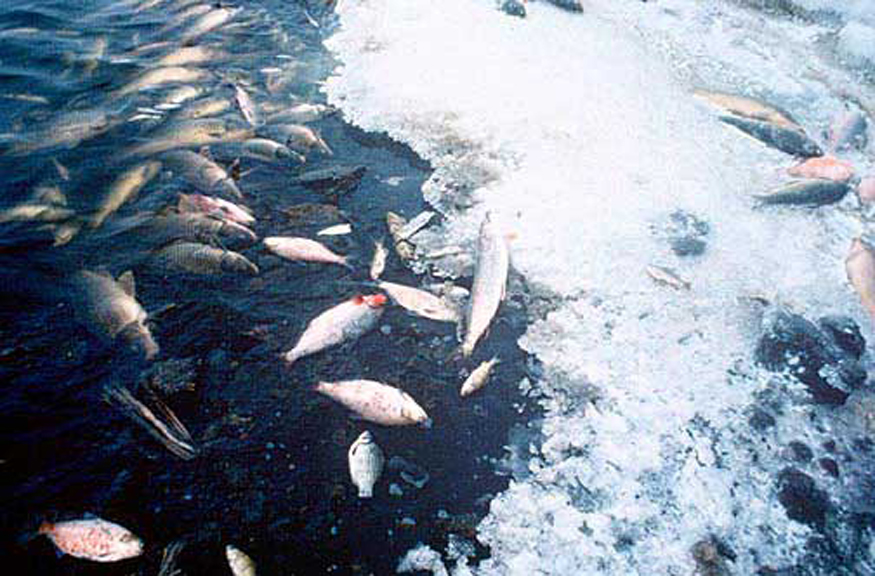 Photo of a fish kill.